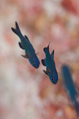 ツバメタナバタウオ幼魚