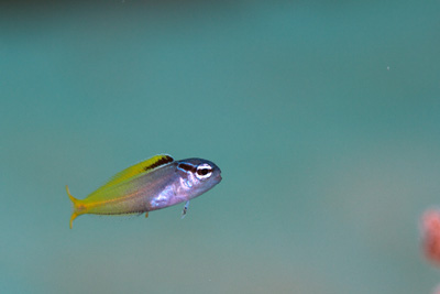 オウゴンニジギンポ幼魚