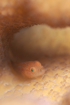 ダルマハゼ幼魚