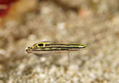 キンセンハゼ幼魚