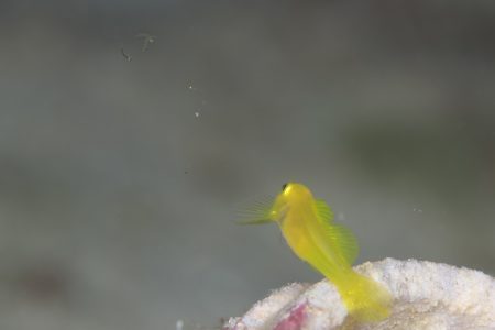 ミジンベニハゼの稚魚