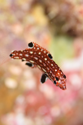 モンツキベラ幼魚