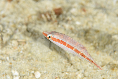 カタグロホホスジモチノウオ幼魚
