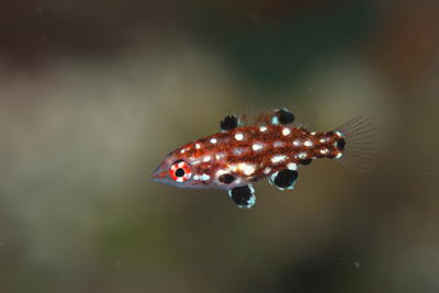 モンツキベラ幼魚