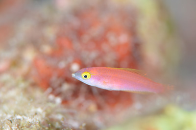オグロベラ幼魚