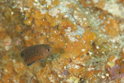 アカハラヤッコ幼魚