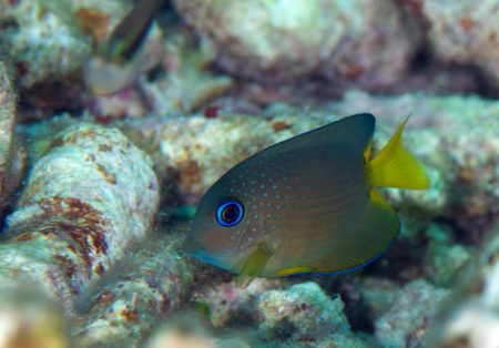 コクテンサザナミハギ幼魚