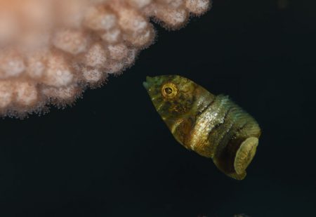 シマタレクチベラ幼魚