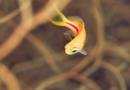 スジハナダイ幼魚