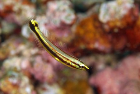 シロタスキベラ幼魚