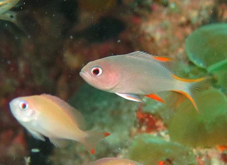 タテスジハタ幼魚とケラマハナダイ