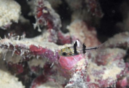 ミスジアカヒレイシモチ幼魚