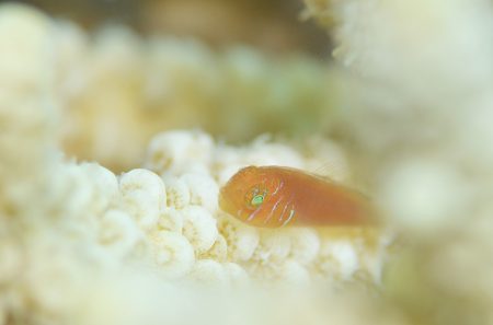 フタイロサンゴハゼ幼魚