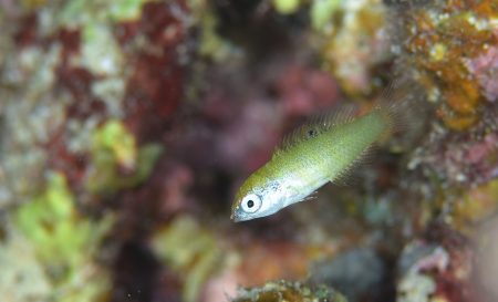 セナスジベラ幼魚