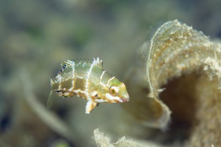 クサビベラ幼魚