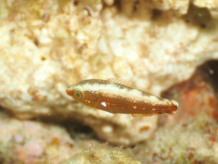 アカオビベラ幼魚