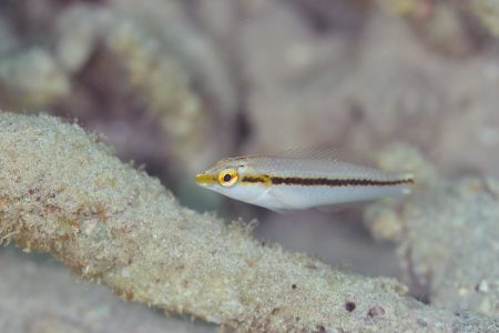 セイテンベラ幼魚