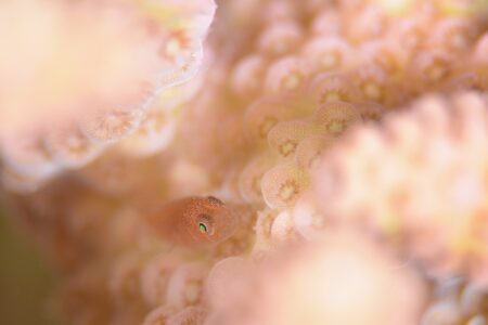 フタイロサンゴハゼ幼魚