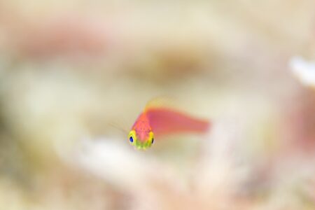 オグロベラ幼魚
