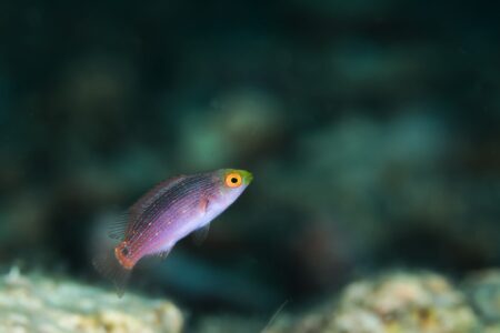 トモシビイトヒキベラ幼魚