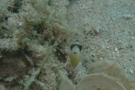 ゴマモンガラ幼魚