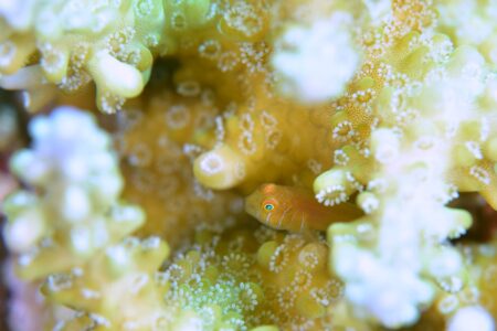 フタイロサンゴハゼ・サンゴのポリプ