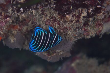 ロクセンヤッコ幼魚
