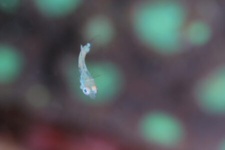 ホシススキベラ幼魚