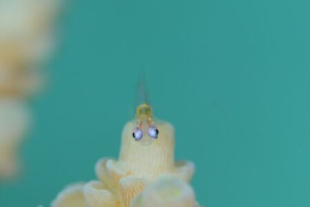 アカメハゼ幼魚