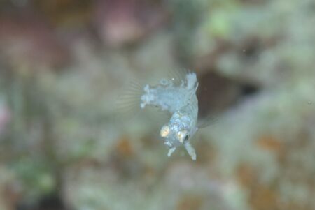 ノドグロベラ幼魚