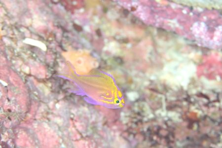 ハナゴンベ幼魚
