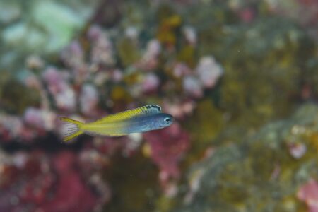 イナセギンポ幼魚